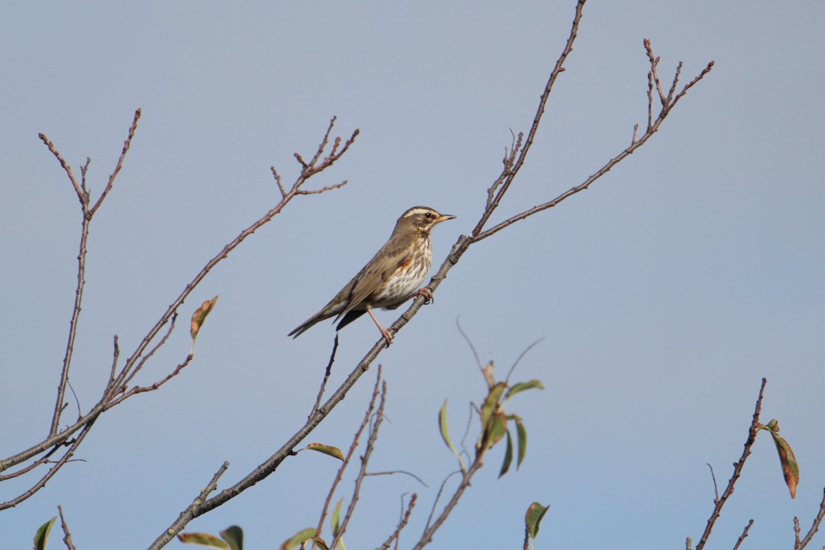 Redwing - ML644233408