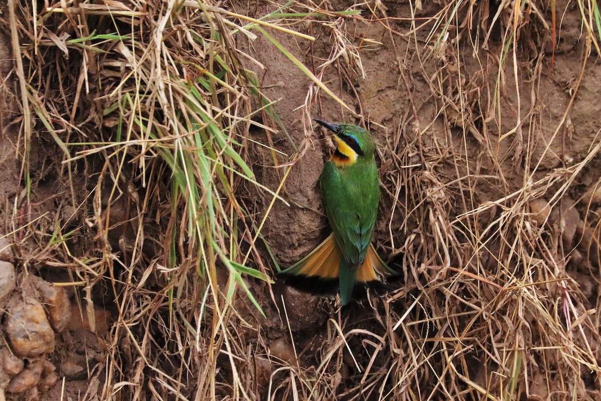 Cinnamon-chested Bee-eater - ML644233409