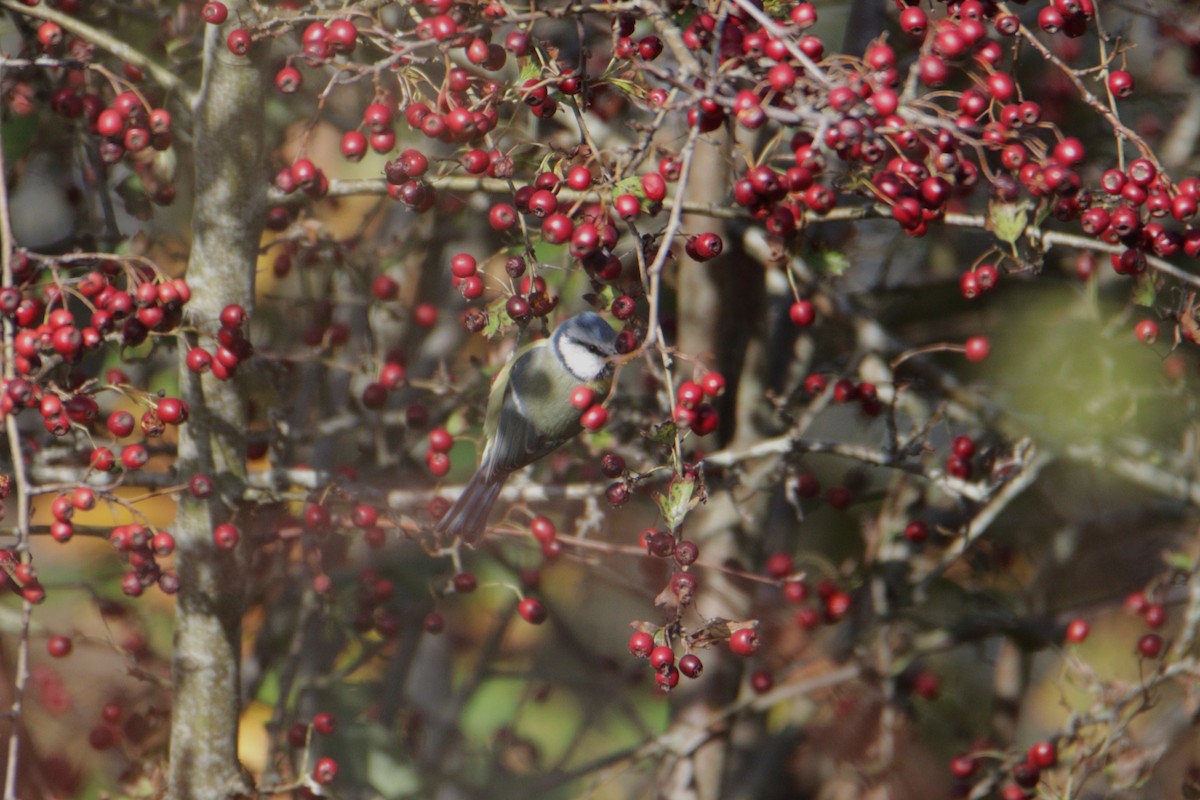 Eurasian Blue Tit - ML644233410