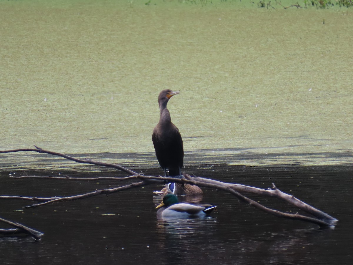 Double-crested Cormorant - ML644233415