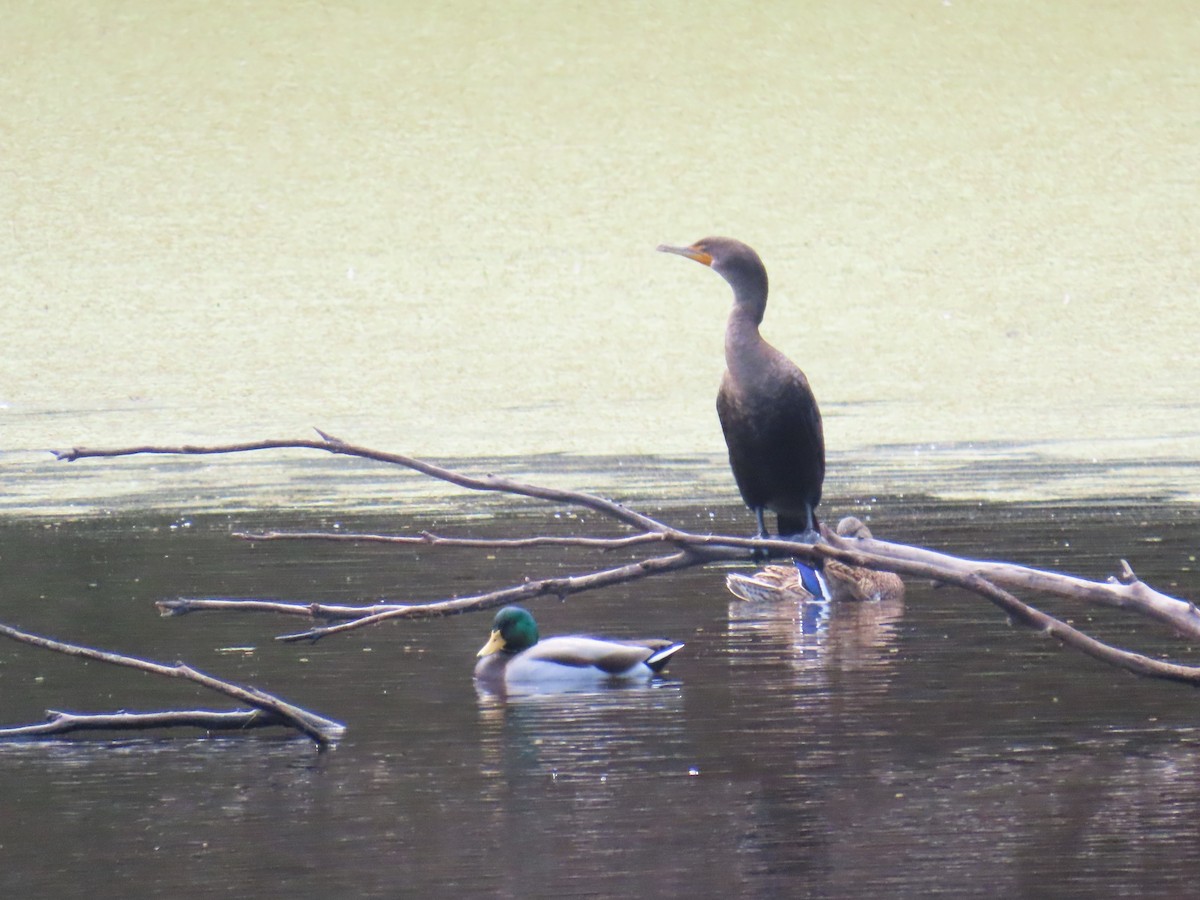 Double-crested Cormorant - ML644233416