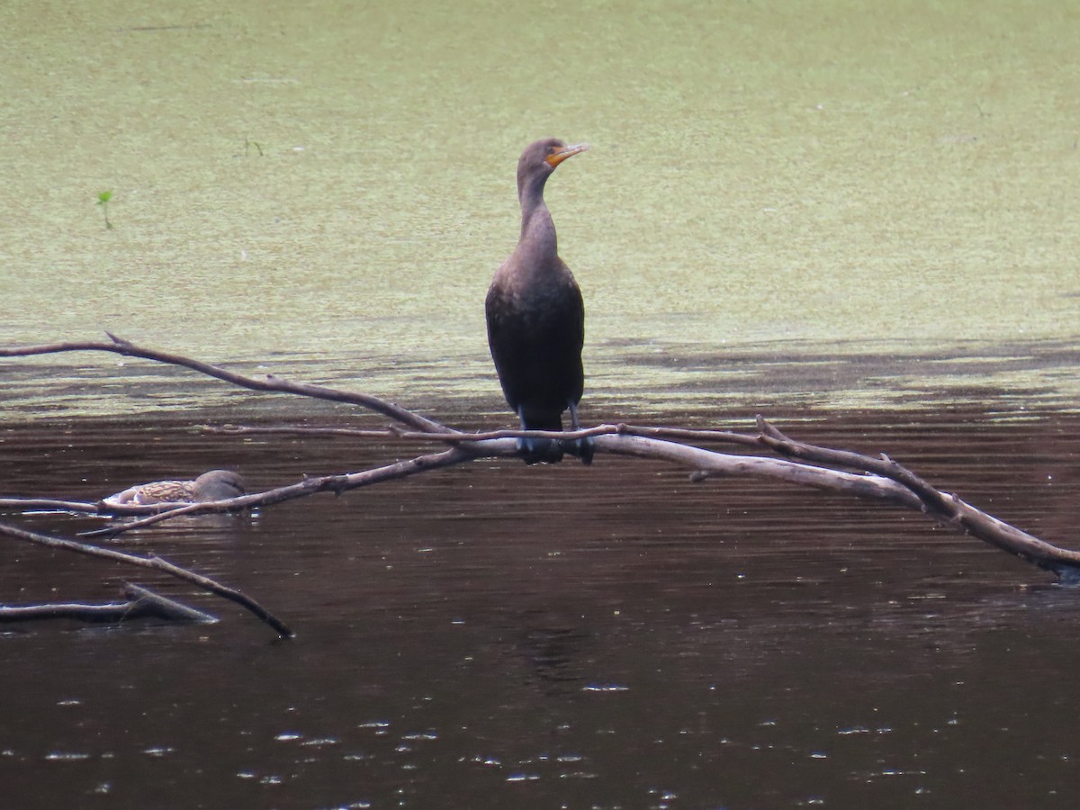Double-crested Cormorant - ML644233417