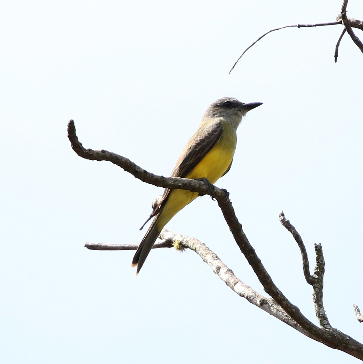 Tropical Kingbird - ML644233421