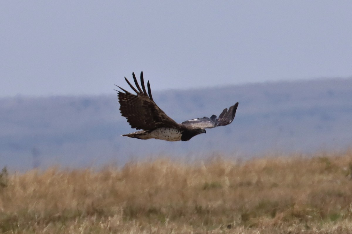 Martial Eagle - ML644233424