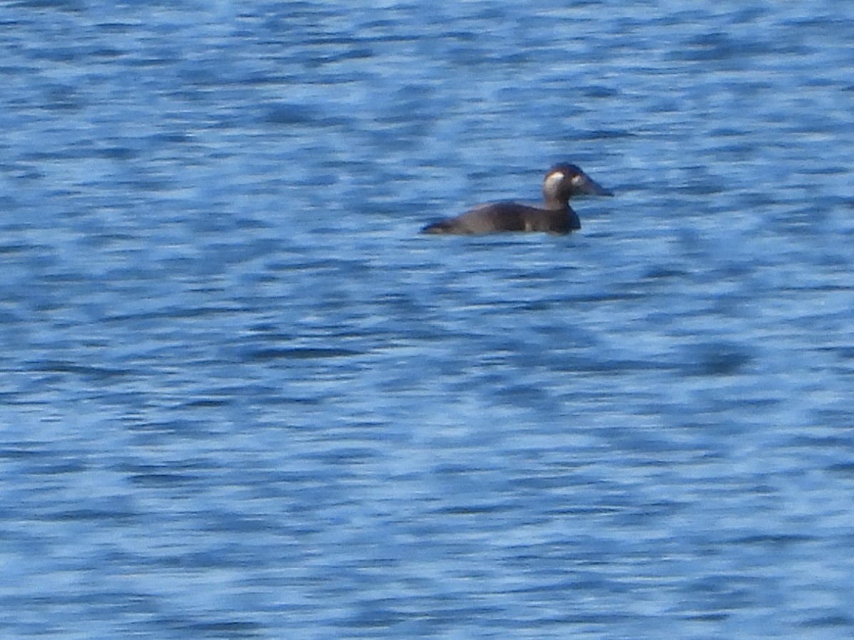 Surf Scoter - ML644233444