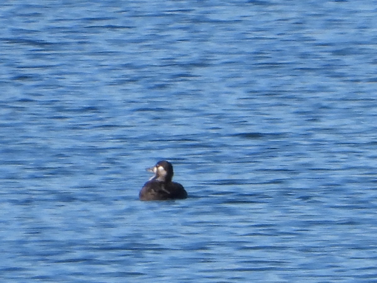 Surf Scoter - ML644233445