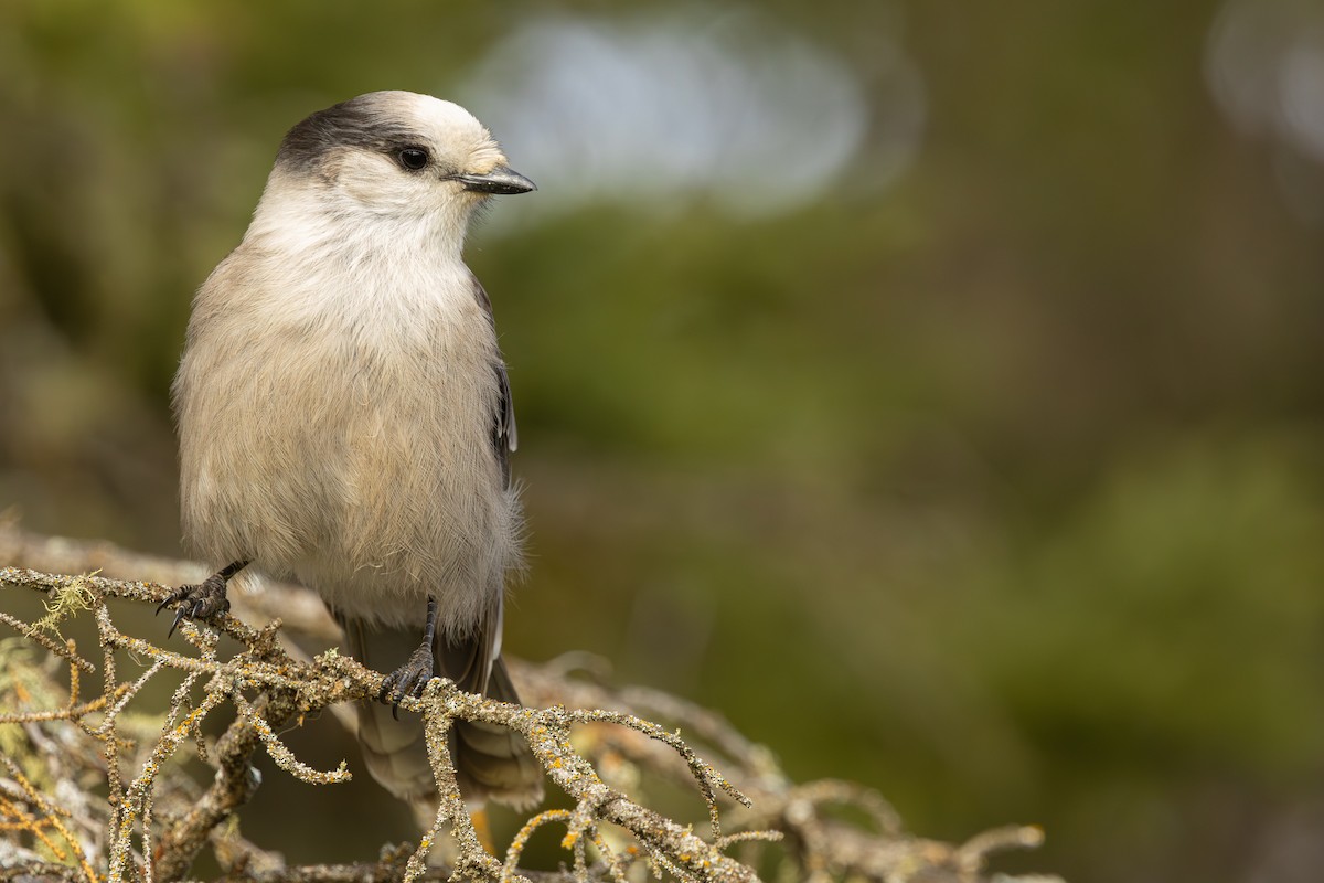 Mésangeai du Canada - ML644233446