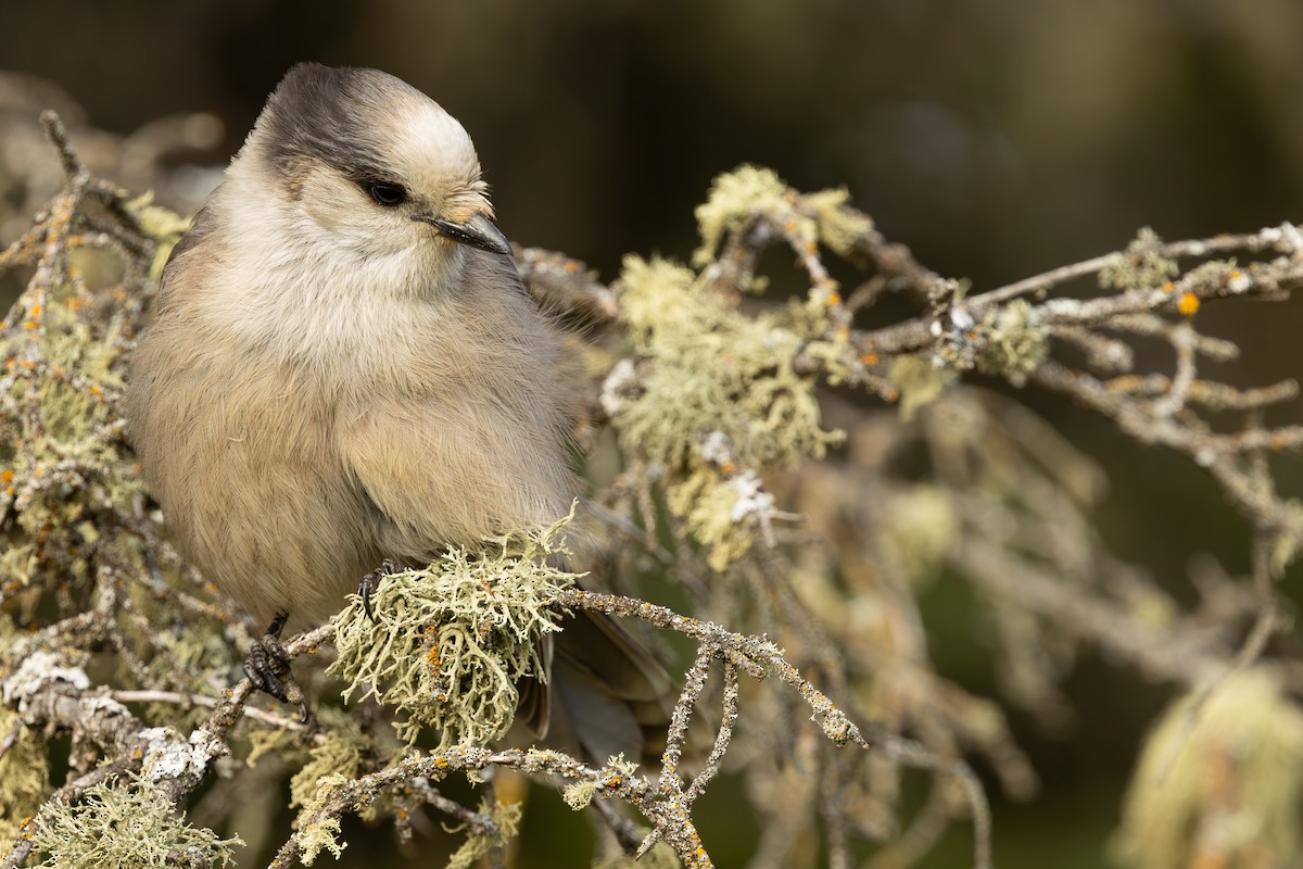 Mésangeai du Canada - ML644233447