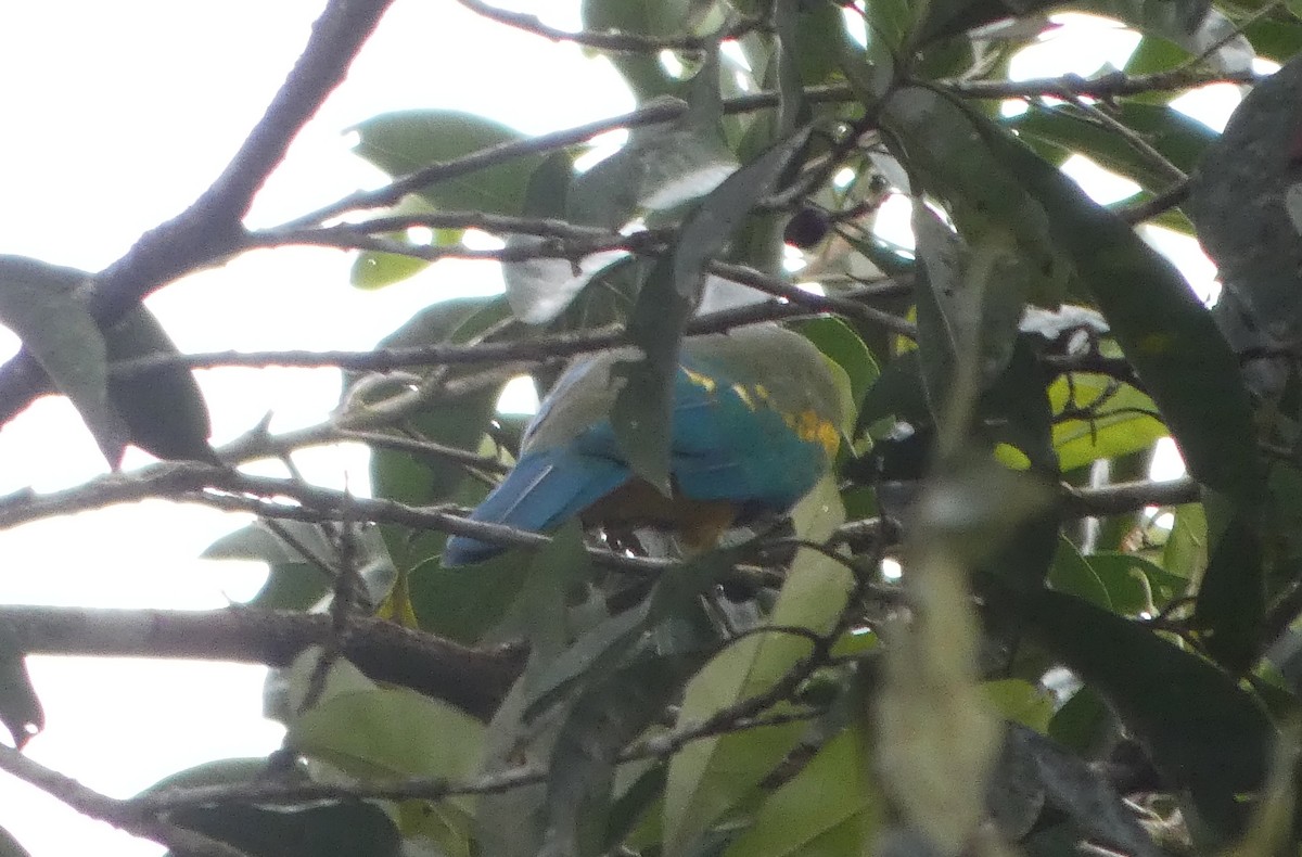 Purpurbrust-Fruchttaube - ML644233449