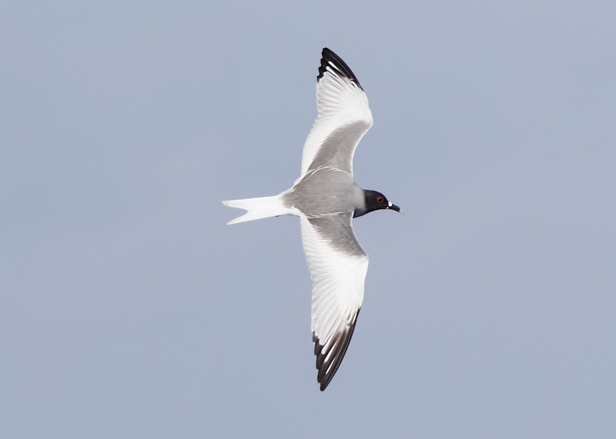 アカメカモメ - ML644233452