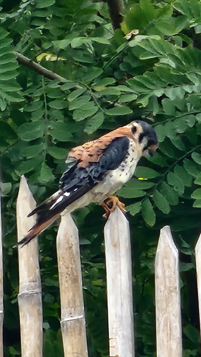 アメリカチョウゲンボウ - ML644233459