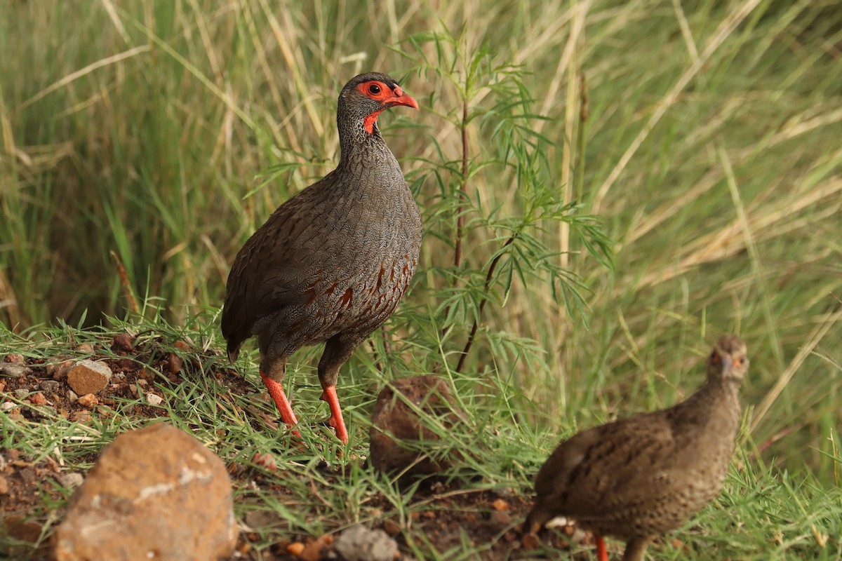 Red-necked Spurfowl - ML644233468