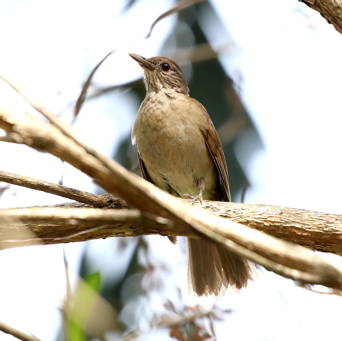 Pale-breasted Thrush - ML644233476