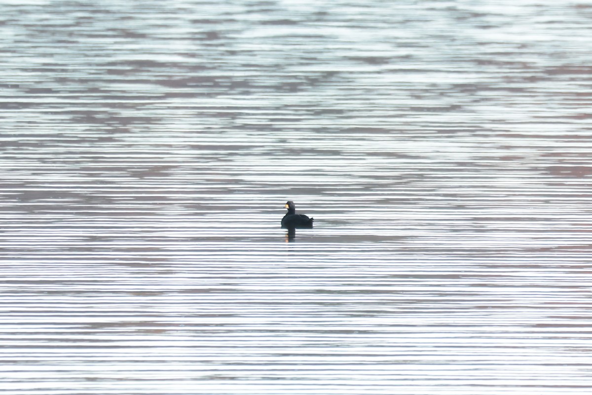 Black Scoter - ML644233484