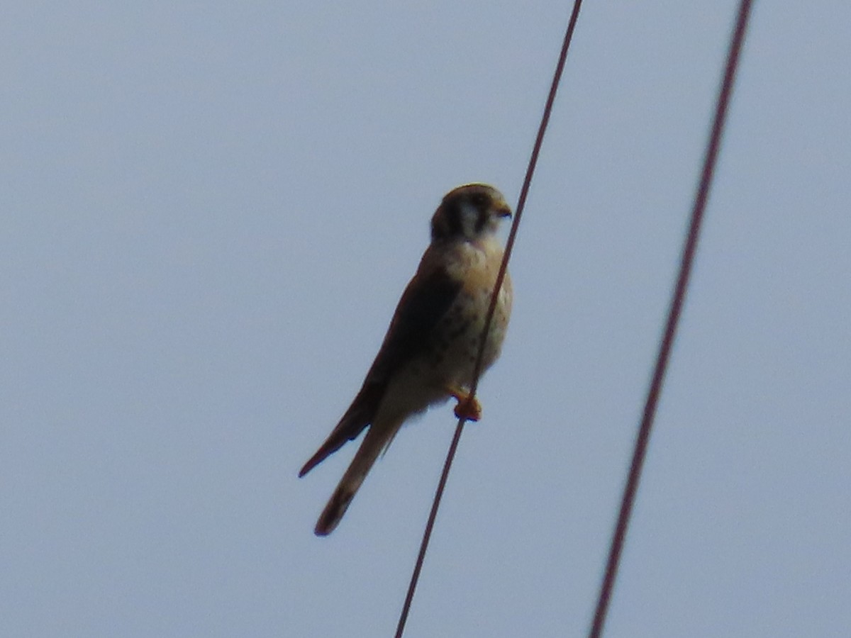 American Kestrel - ML644233489