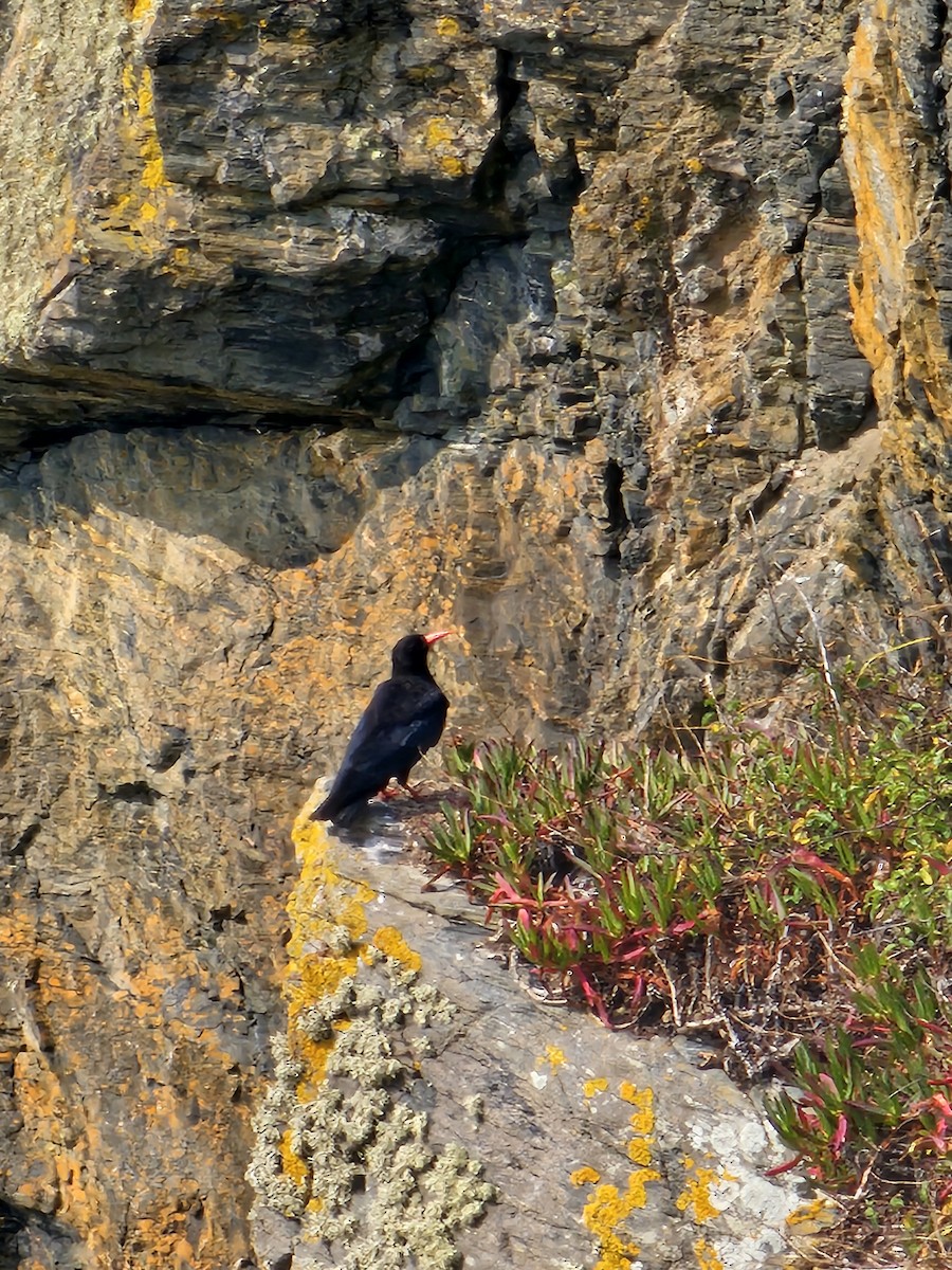 ベニハシガラス - ML644233492