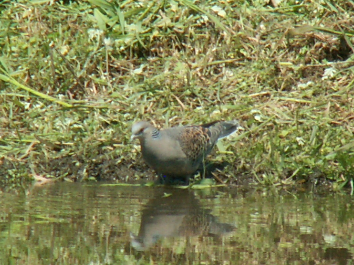 Oriental Turtle-Dove - ML644233493