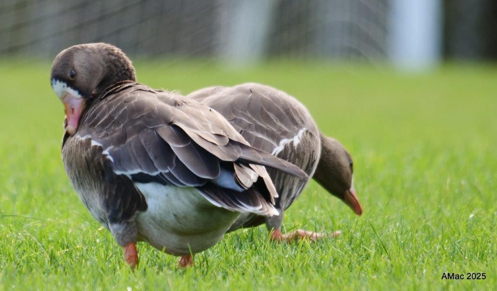 Greater White-fronted Goose - ML644233502