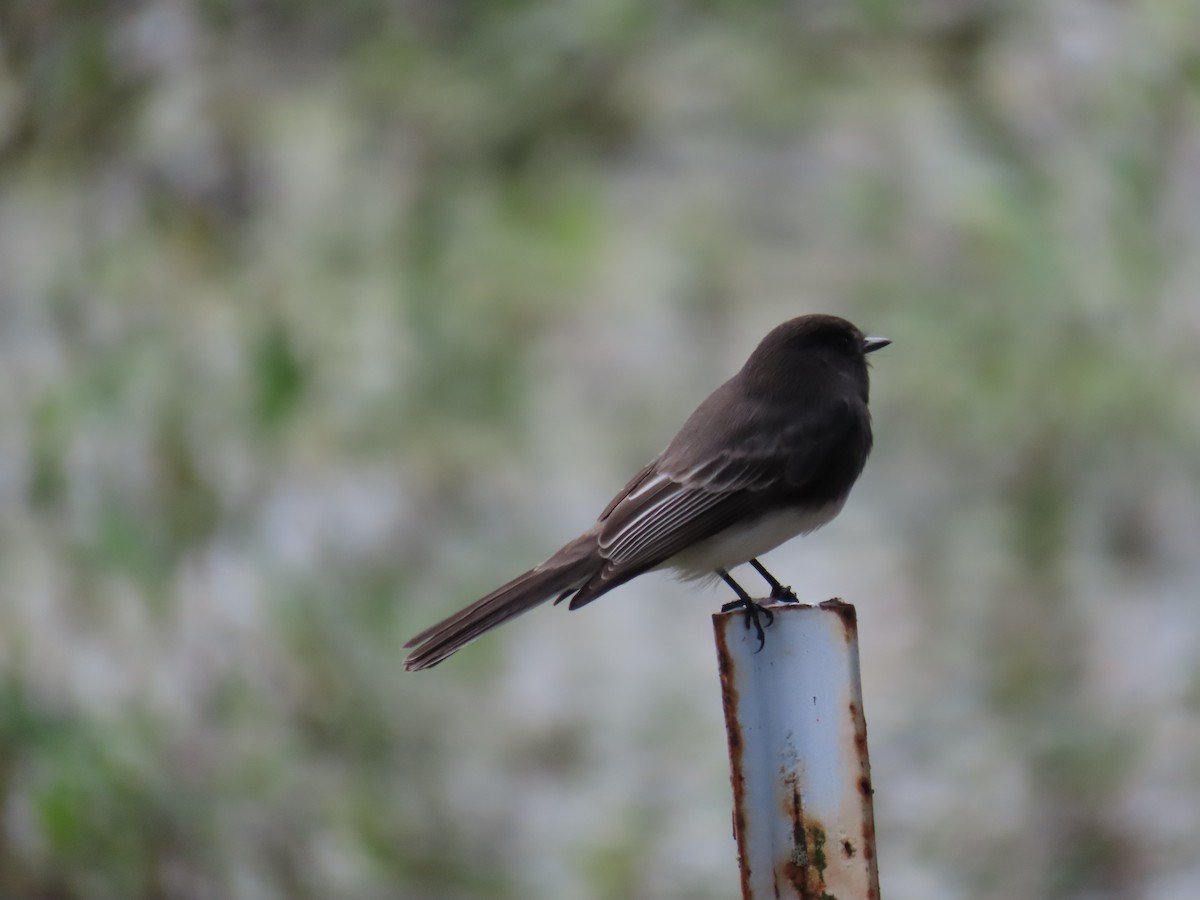 Black Phoebe - ML644233506