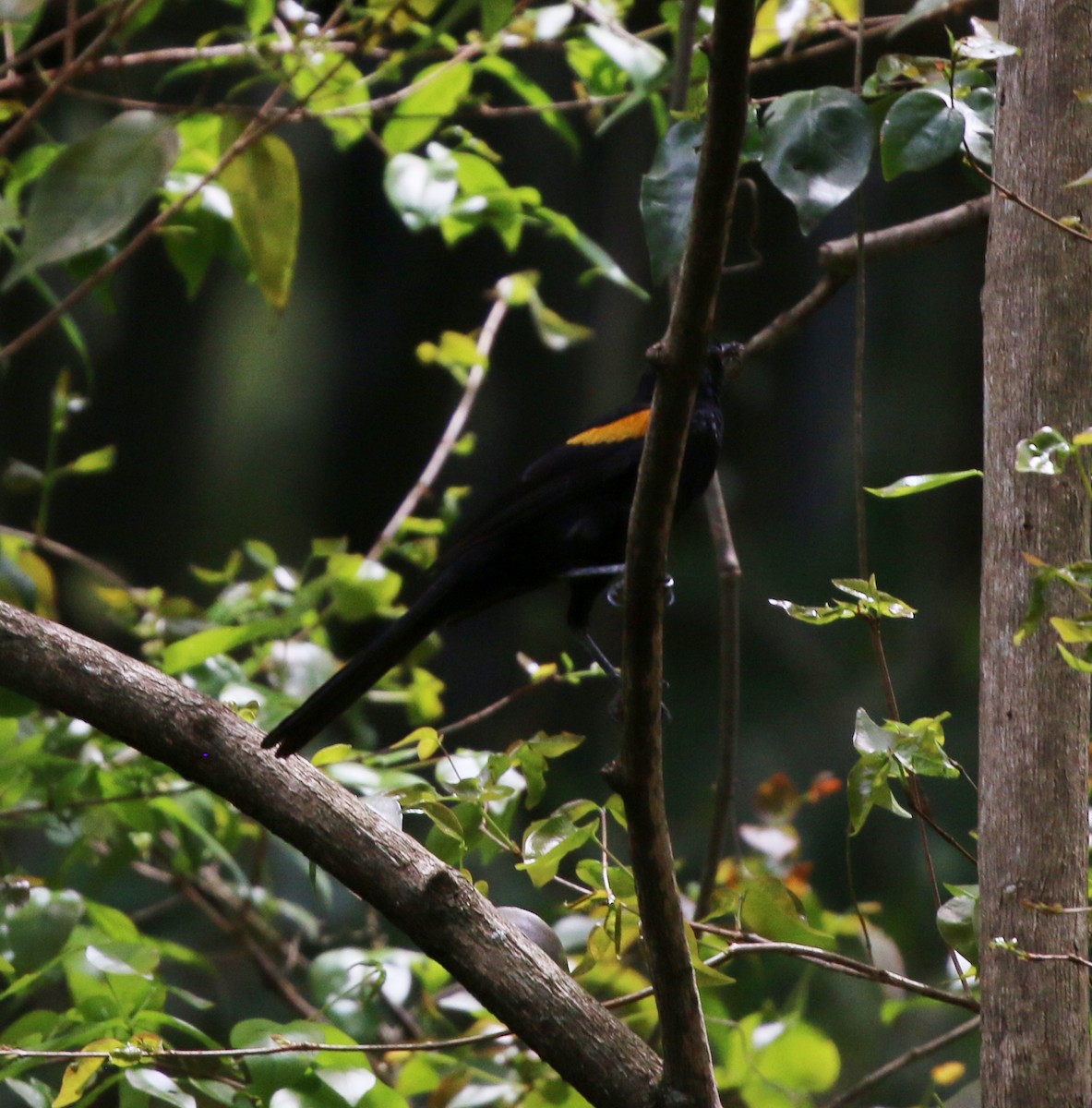 Variable Oriole - ML644233511