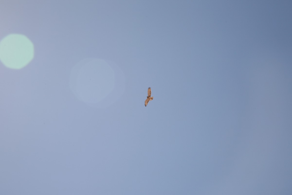 Short-toed Snake-Eagle - ML644233534