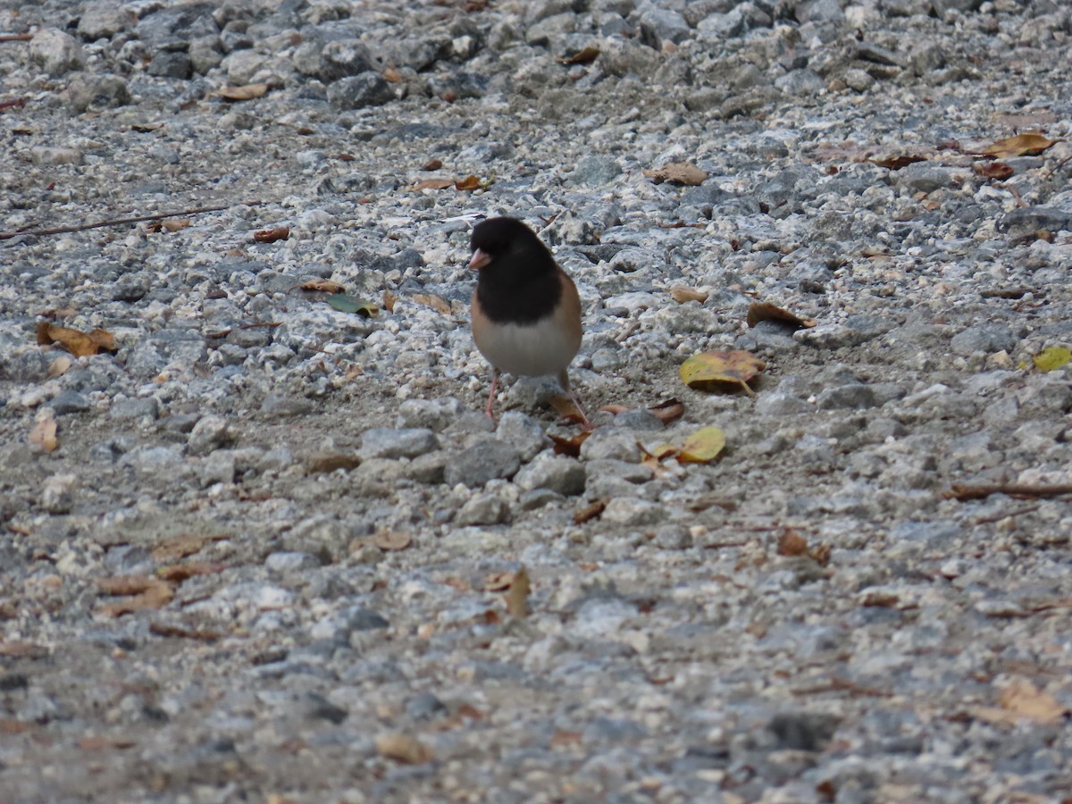 Dark-eyed Junco - ML644233535