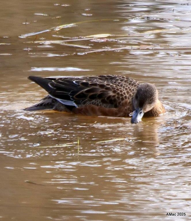 American Wigeon - ML644233548