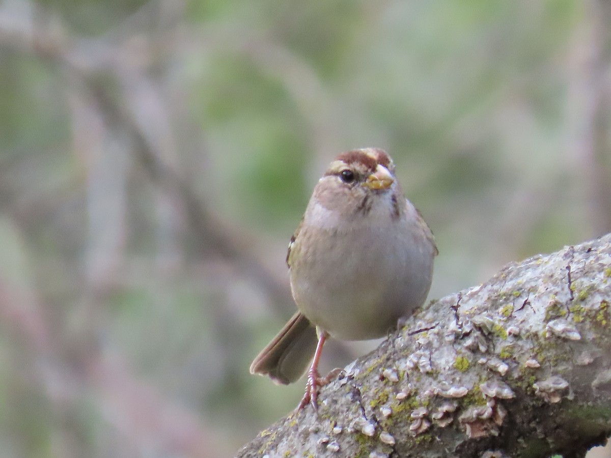 White-crowned Sparrow - ML644233550
