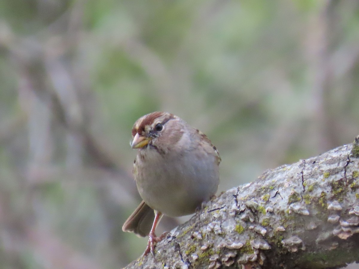 White-crowned Sparrow - ML644233551