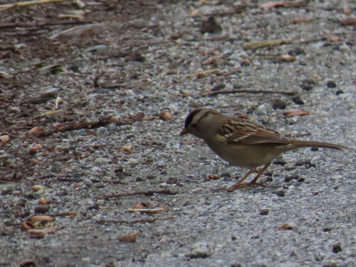 White-crowned Sparrow - ML644233552