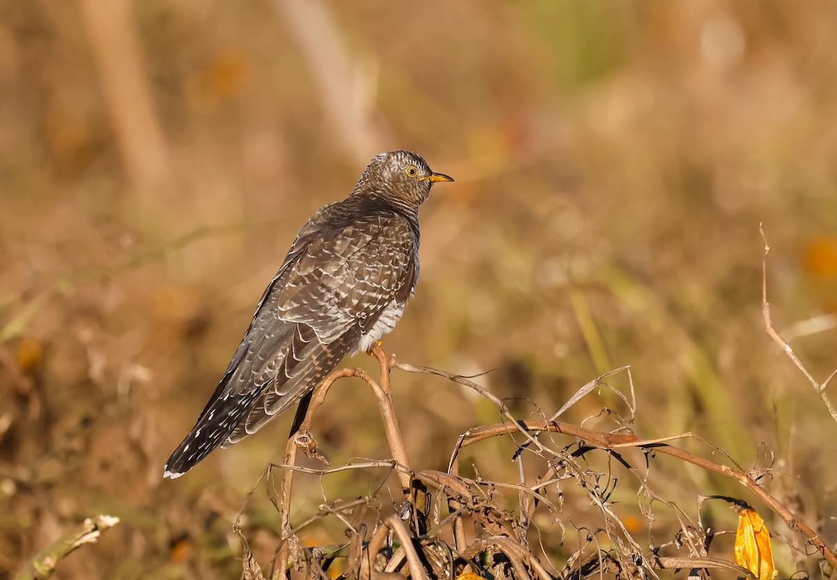 Common Cuckoo - ML644233555