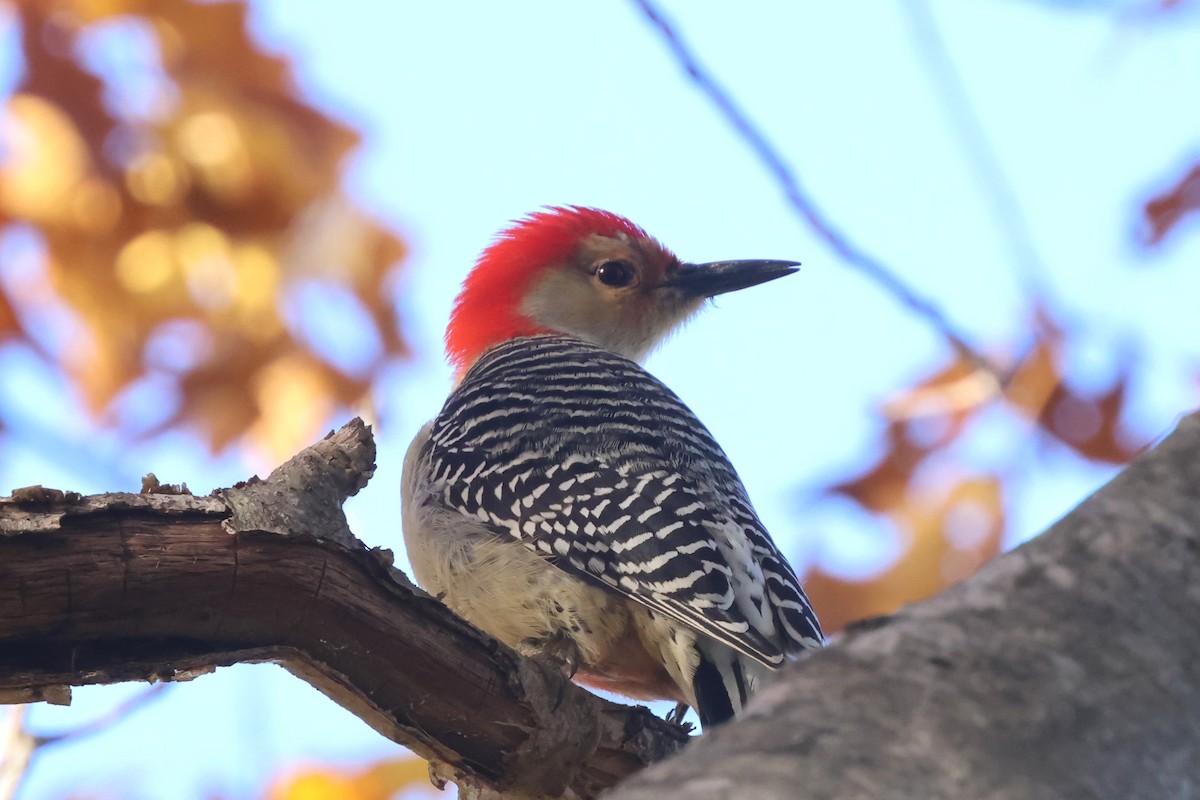 Red-bellied Woodpecker - ML644233559