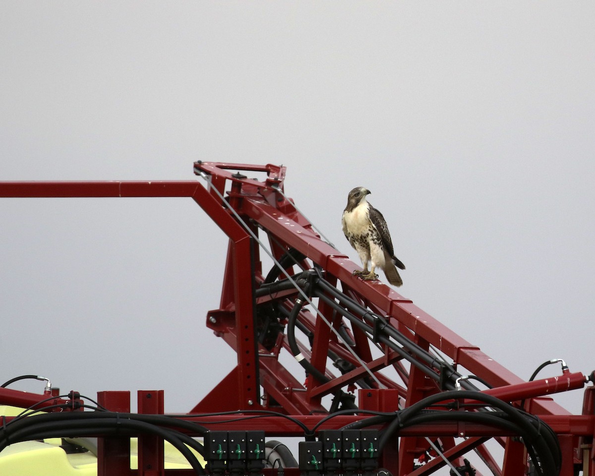 Red-tailed Hawk - ML644233569