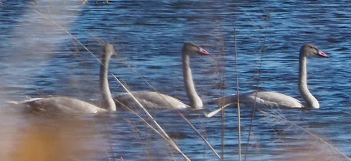 Trumpeter Swan - ML644233573