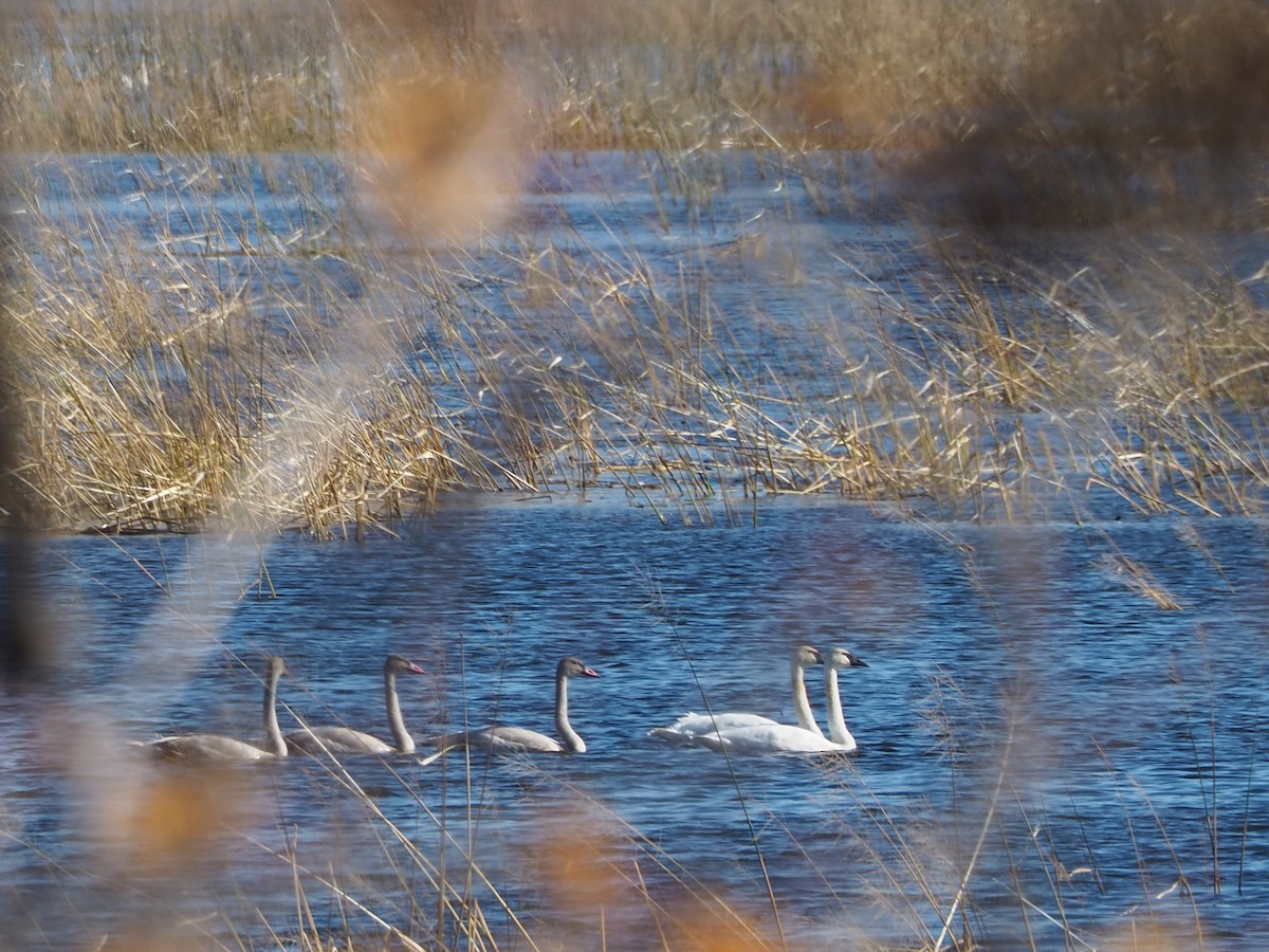 Trumpeter Swan - ML644233574