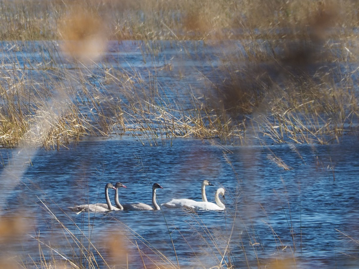Trumpeter Swan - ML644233575