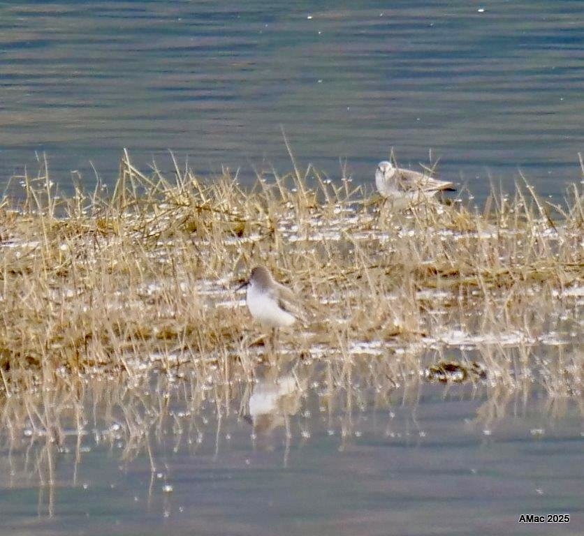 Dunlin - ML644233580