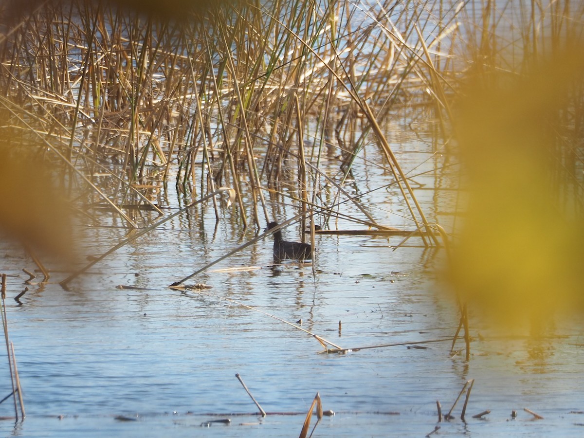 American Coot - ML644233596