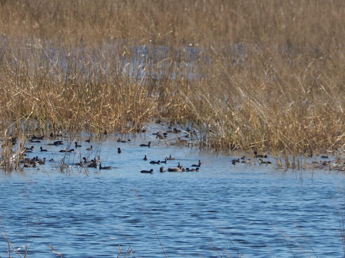 American Coot - ML644233597