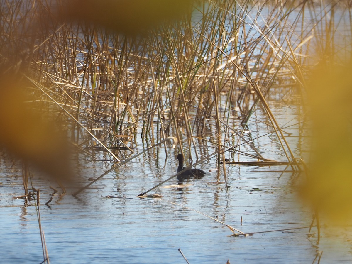 American Coot - ML644233598
