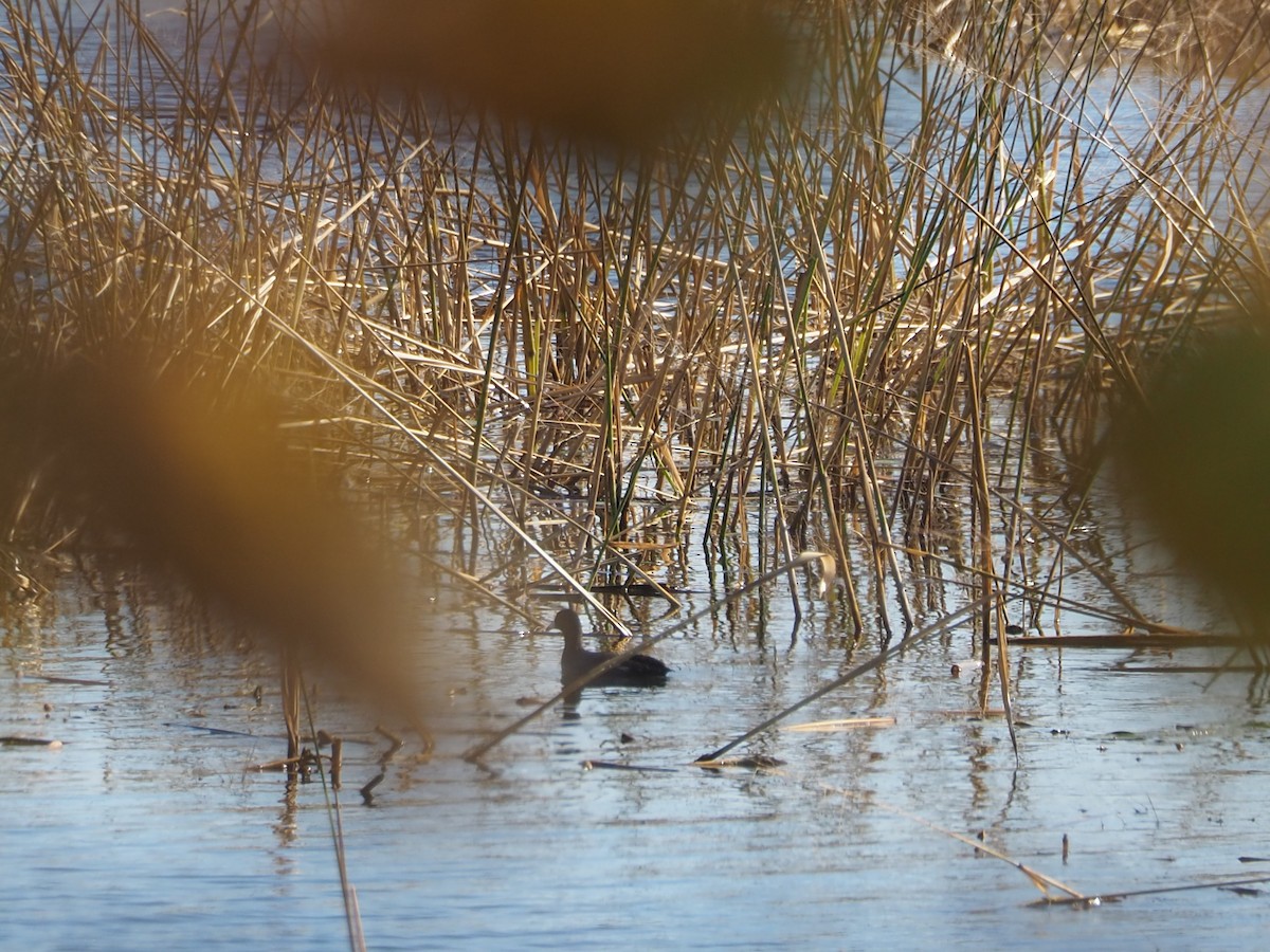 American Coot - ML644233599