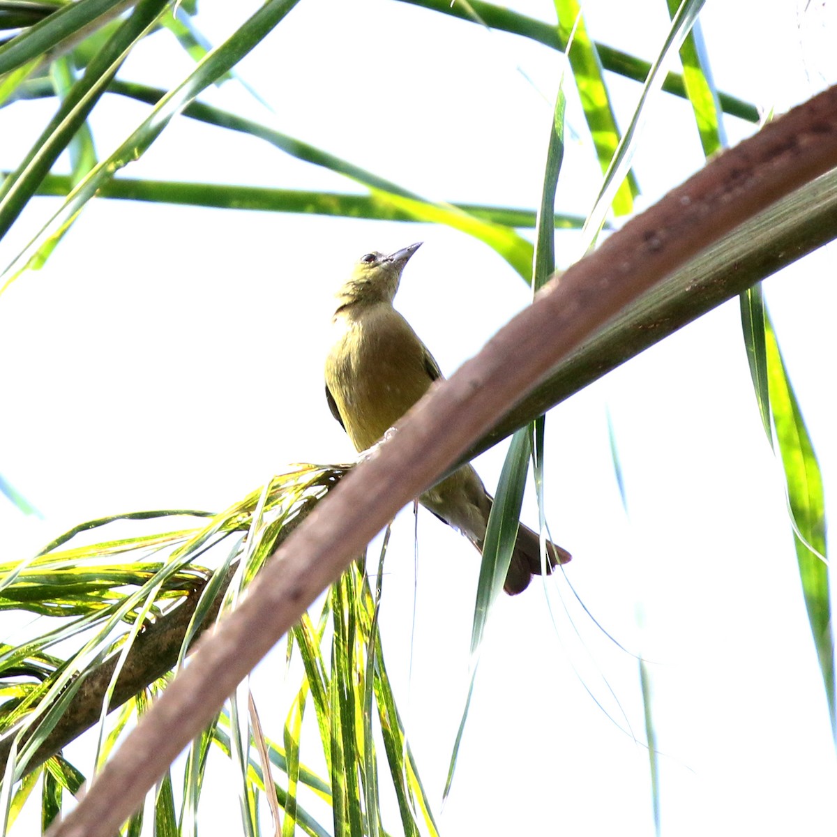 palmetanagar - ML644233603