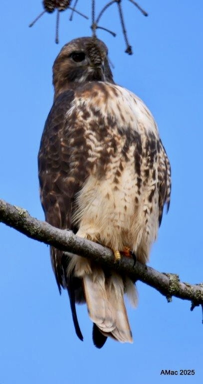 Red-tailed Hawk - ML644233607