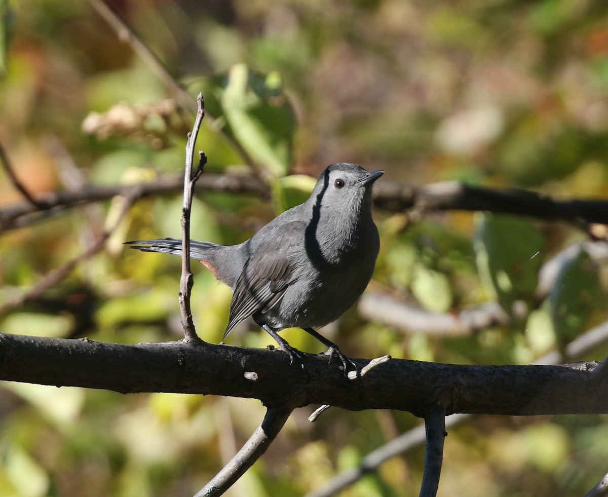 Gri Kedikuşu - ML644233614