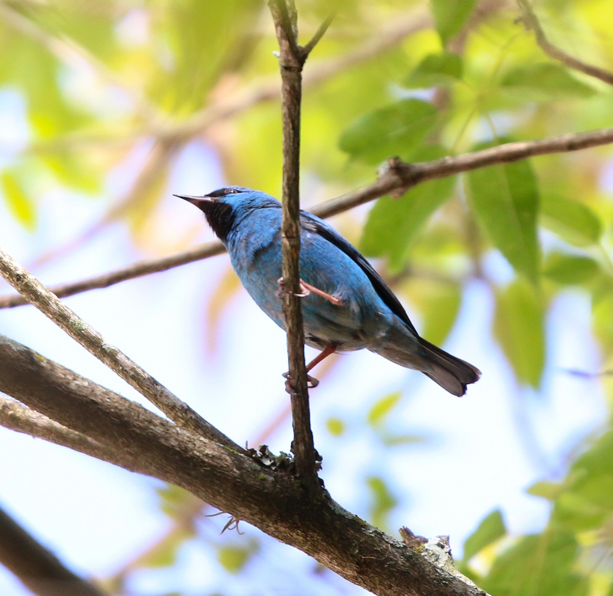 Blue Dacnis - ML644233629