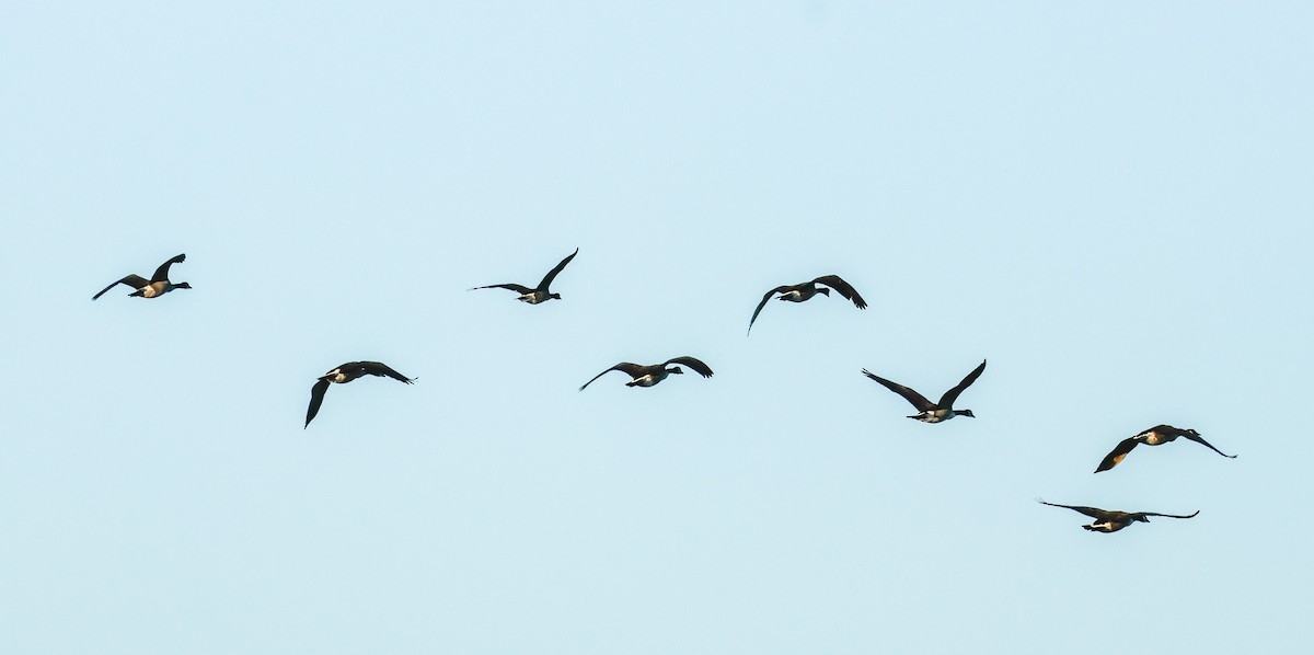 Canada Goose - ML644233638