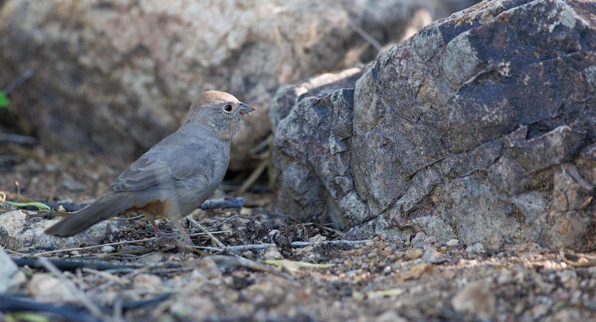 Canyon Towhee - ML644233639