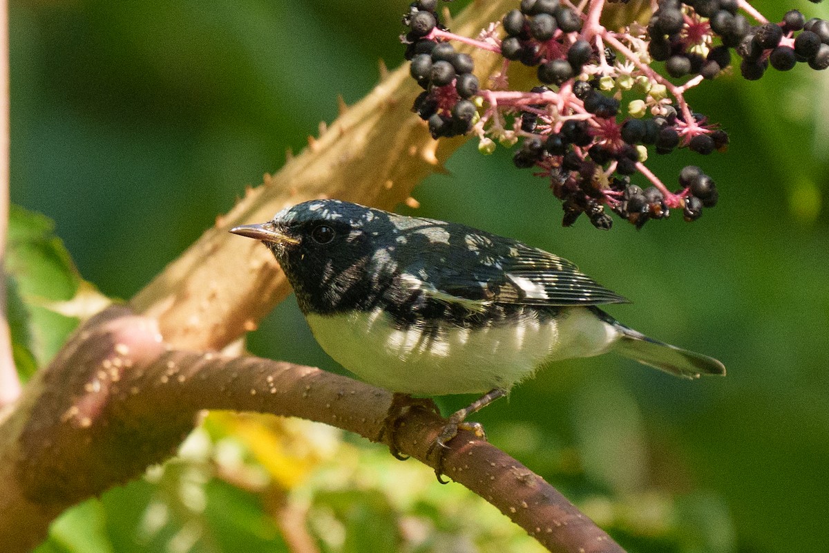 Синеспинная древесница - ML644233659