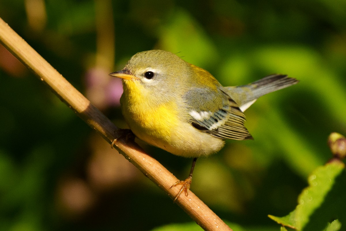 Очковая древесница - ML644233669