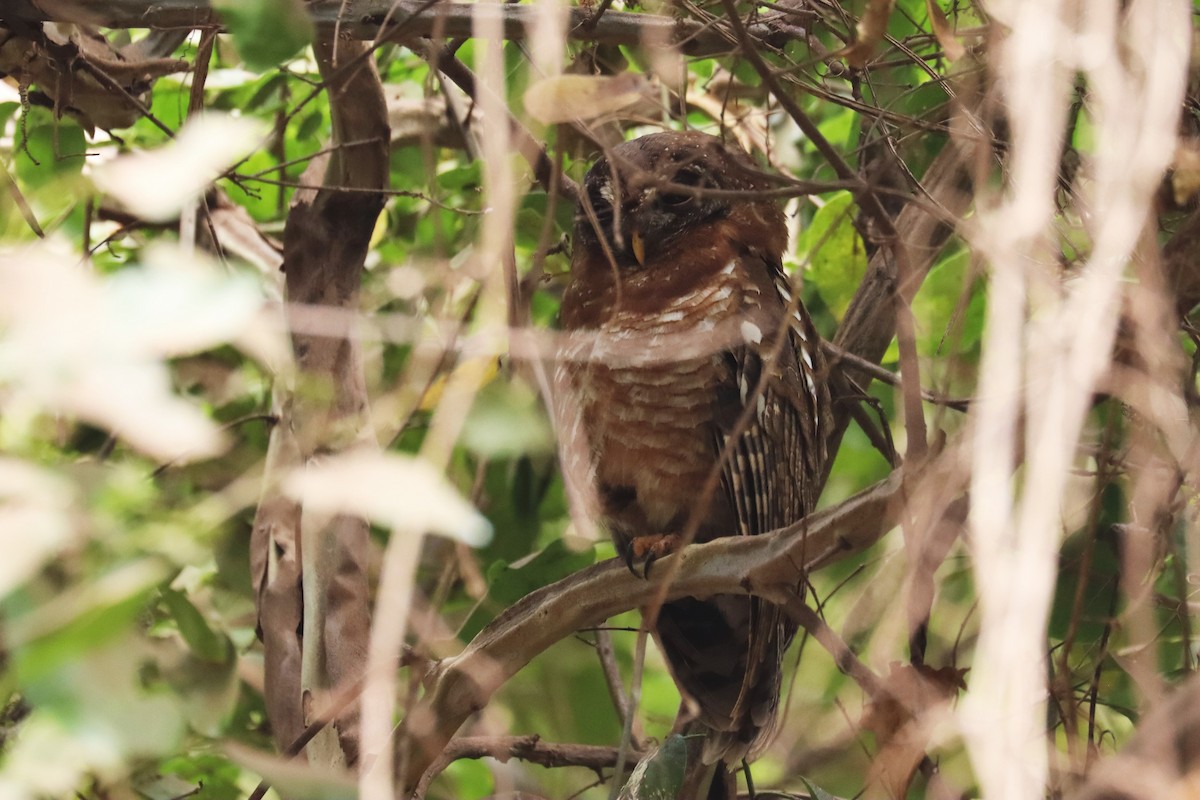 African Wood-Owl - ML644233678